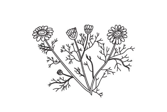 Download Line Art Botanical Bouquet Daisy Isolate - Bouquet Collection